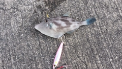 ウマヅラハギの釣果