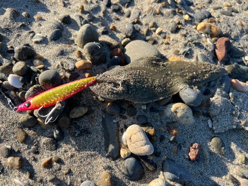 シタビラメの釣果