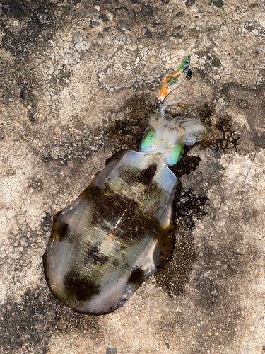 アオリイカの釣果