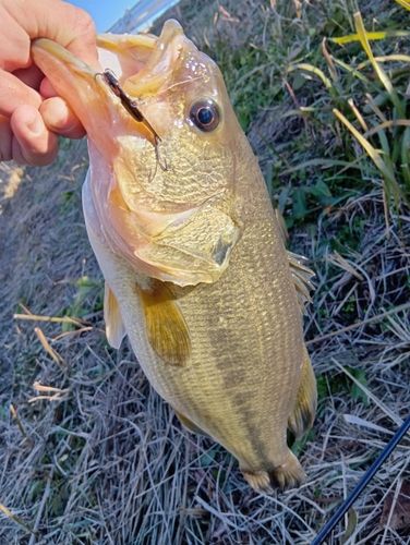 ラージマウスバスの釣果