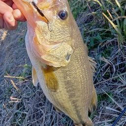 ラージマウスバス