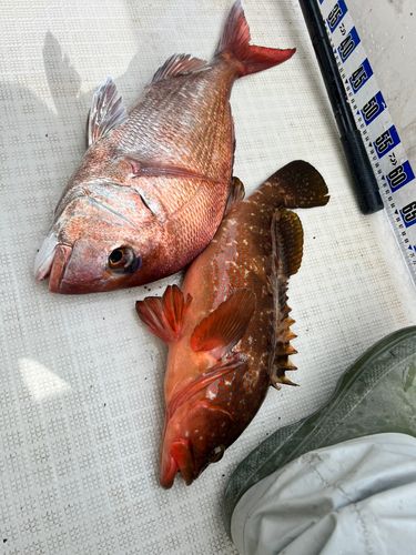 マダイの釣果