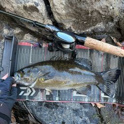 スモールマウスバス