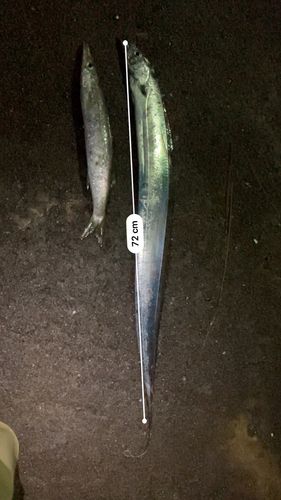 タチウオの釣果