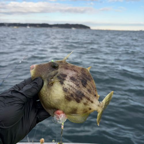 カワハギの釣果
