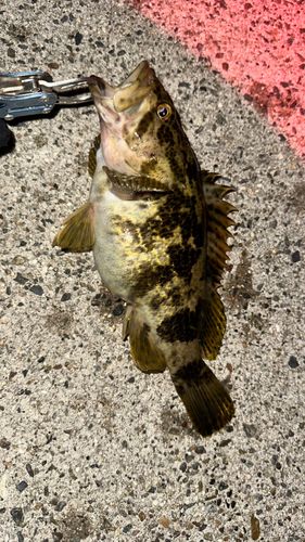 タケノコメバルの釣果