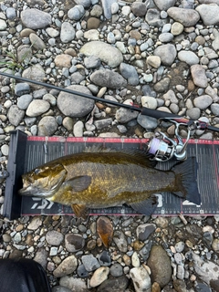 スモールマウスバスの釣果