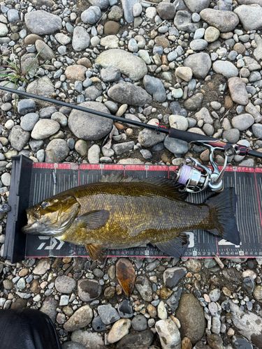 スモールマウスバスの釣果