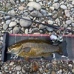 スモールマウスバス