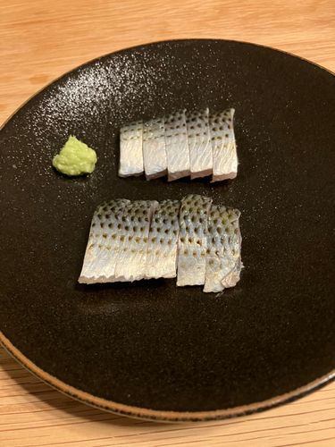 コノシロの釣果