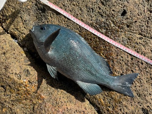 クチブトグレの釣果