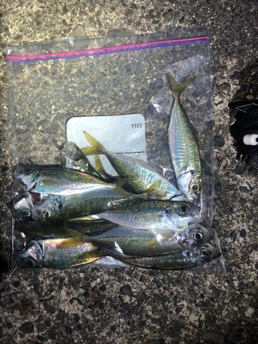 アジの釣果