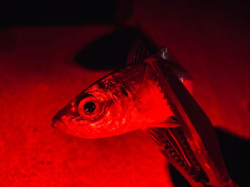 小名浜港市場前