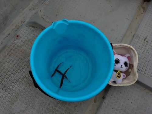 ワカサギの釣果