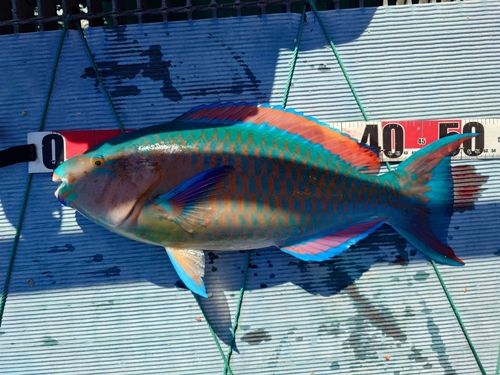 ヒブダイの釣果