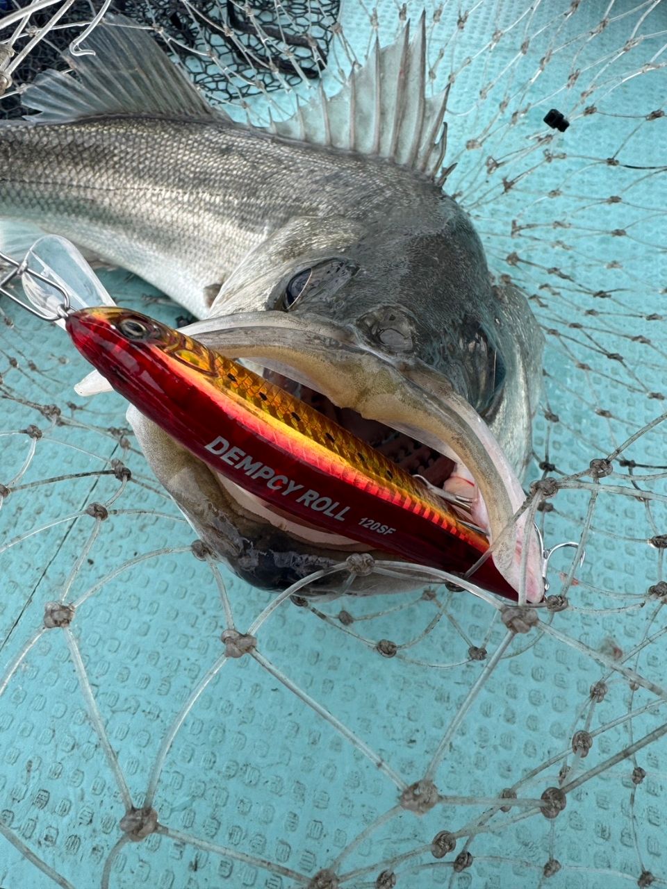 海なし県の素人アングラーさんの釣果 2枚目の画像