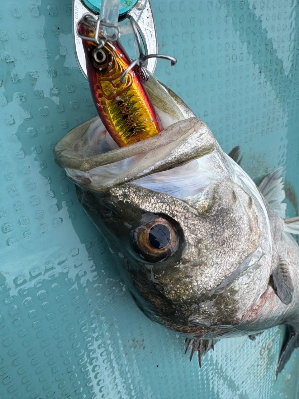海なし県の素人アングラーさんの釣果 3枚目の画像