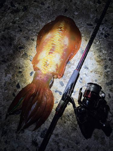 アオリイカの釣果