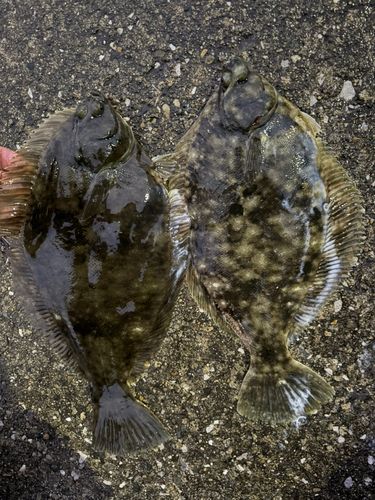 カレイの釣果