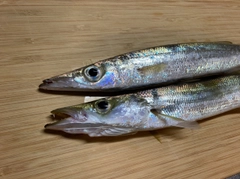 カマスの釣果
