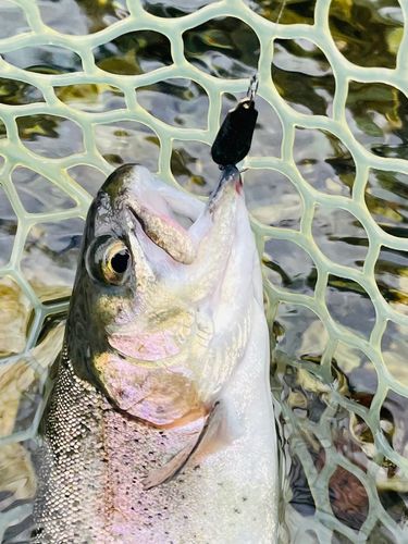 桂川（山中湖〜相模湖）上流