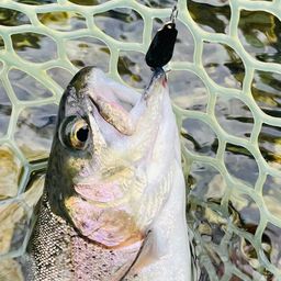 レインボートラウト