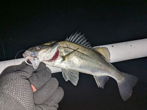 セイゴ（ヒラスズキ）の釣果