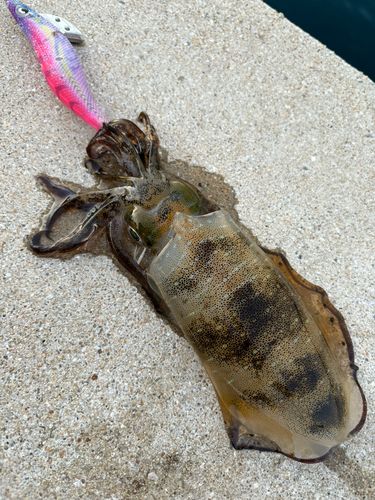 アオリイカの釣果