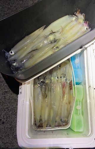 ヤリイカの釣果