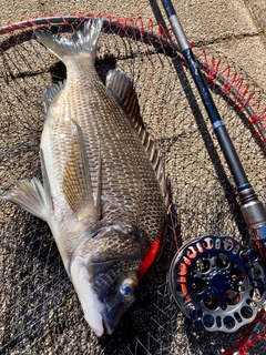 チヌの釣果