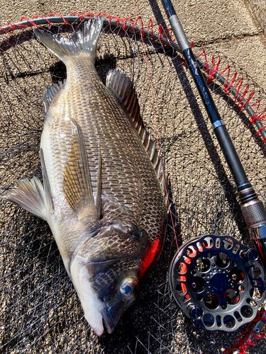 チヌの釣果