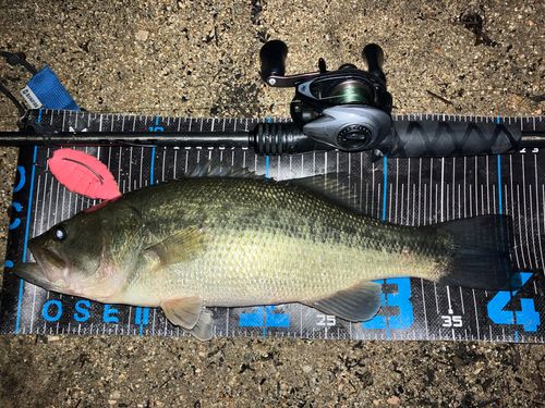 ブラックバスの釣果