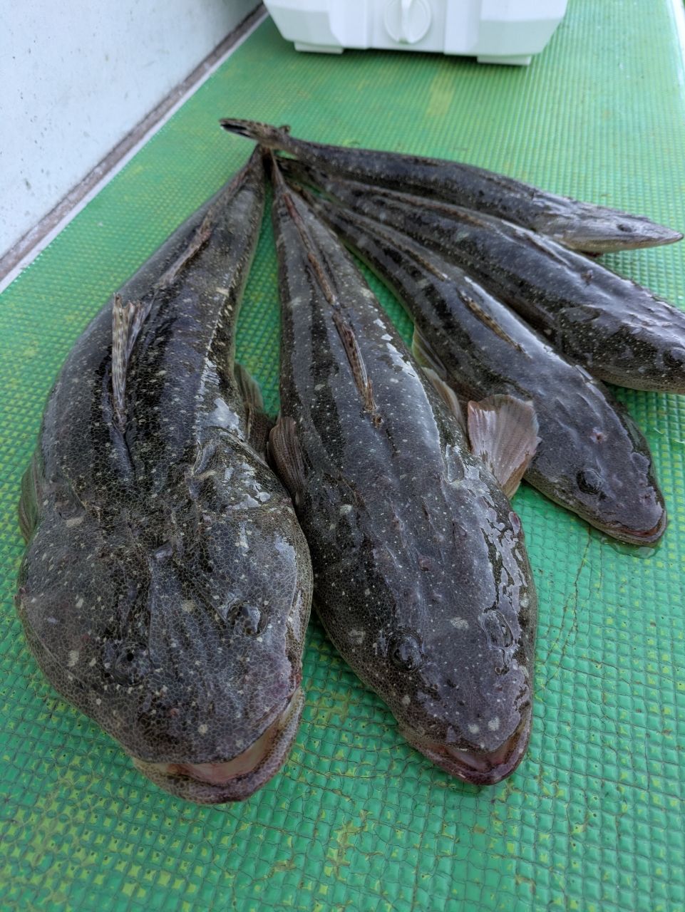 チュンチュン丸さんの釣果 1枚目の画像