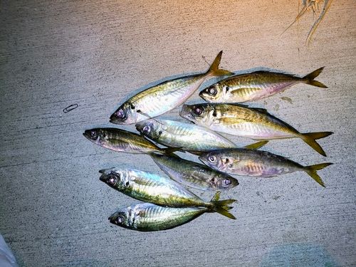 アジの釣果