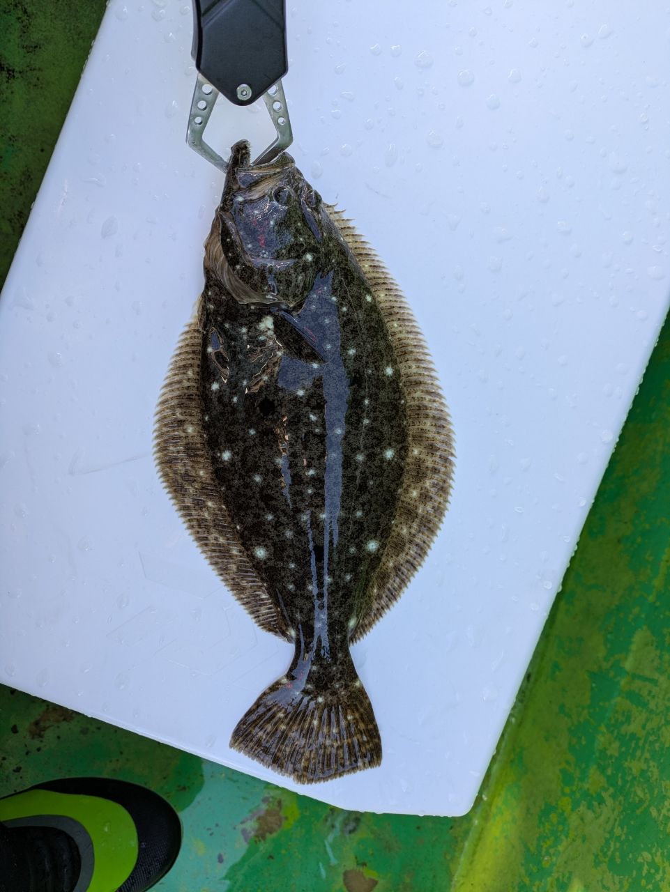 チュンチュン丸さんの釣果 2枚目の画像