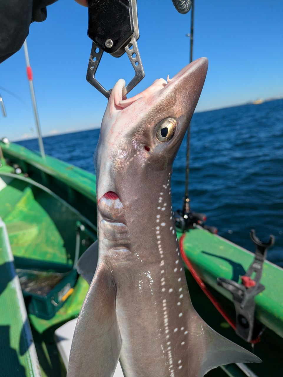 チュンチュン丸さんの釣果 3枚目の画像