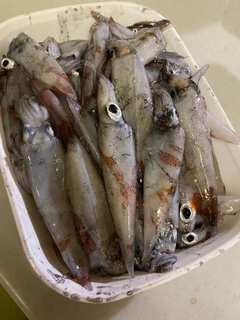 ヤリイカの釣果