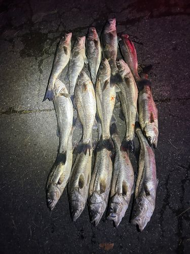 モクズガニの釣果