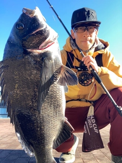 チヌの釣果