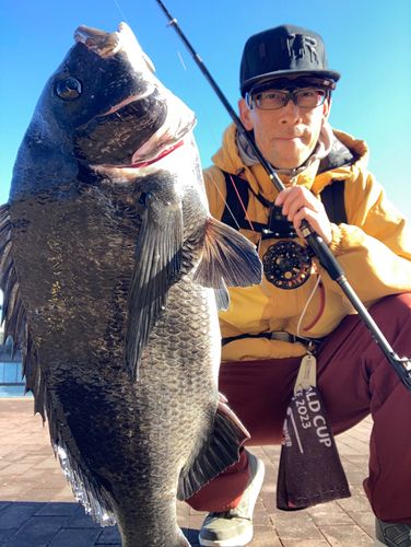 チヌの釣果