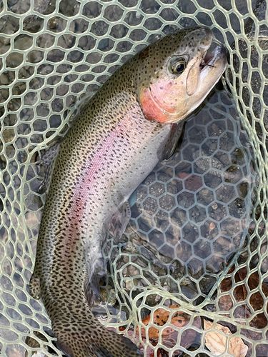 レインボートラウトの釣果