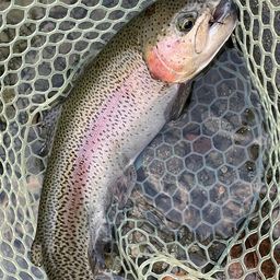 レインボートラウト