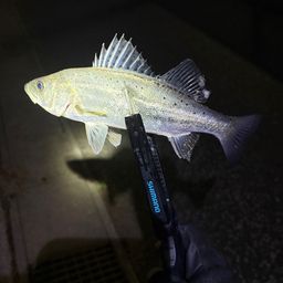 セイゴ（タイリクスズキ）