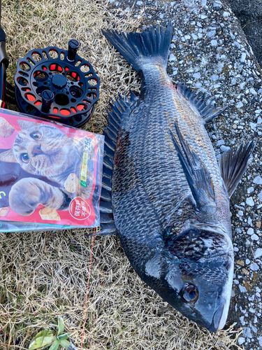 チヌの釣果
