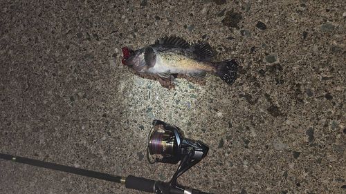 三陸海岸（青森）