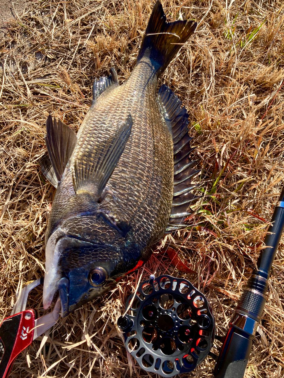 ニッシン　インヴィクタ　クロダイ　MBリミテッド 85 ヘチ インヴィクタクロダイ MBリミテッド | (株)宇崎日新（NISSIN）| 磯・船
