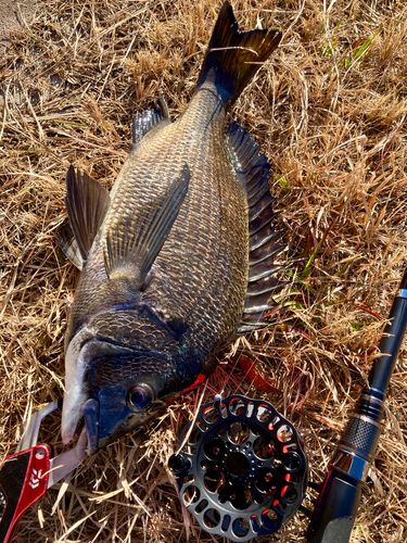 チヌの釣果