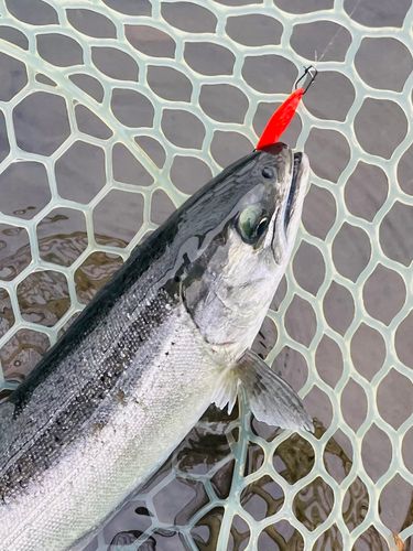 サクラマスの釣果