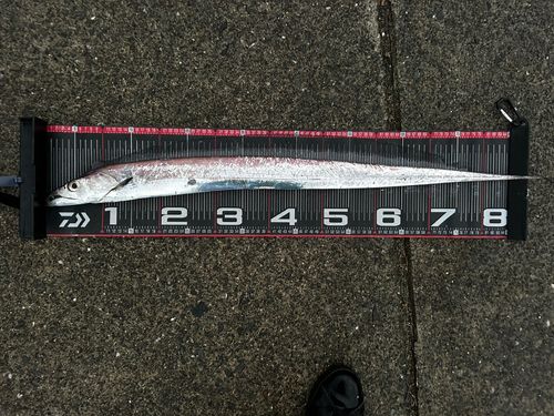 タチウオの釣果