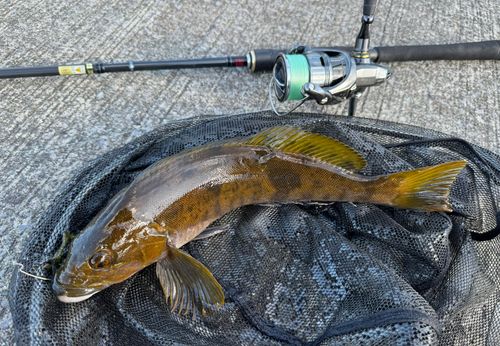 アイナメの釣果